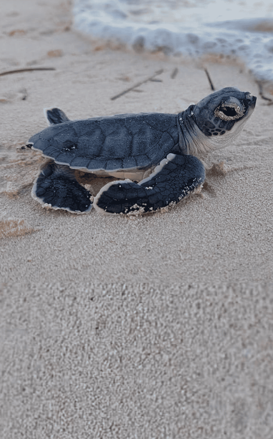 Conservación de tortugas marinas