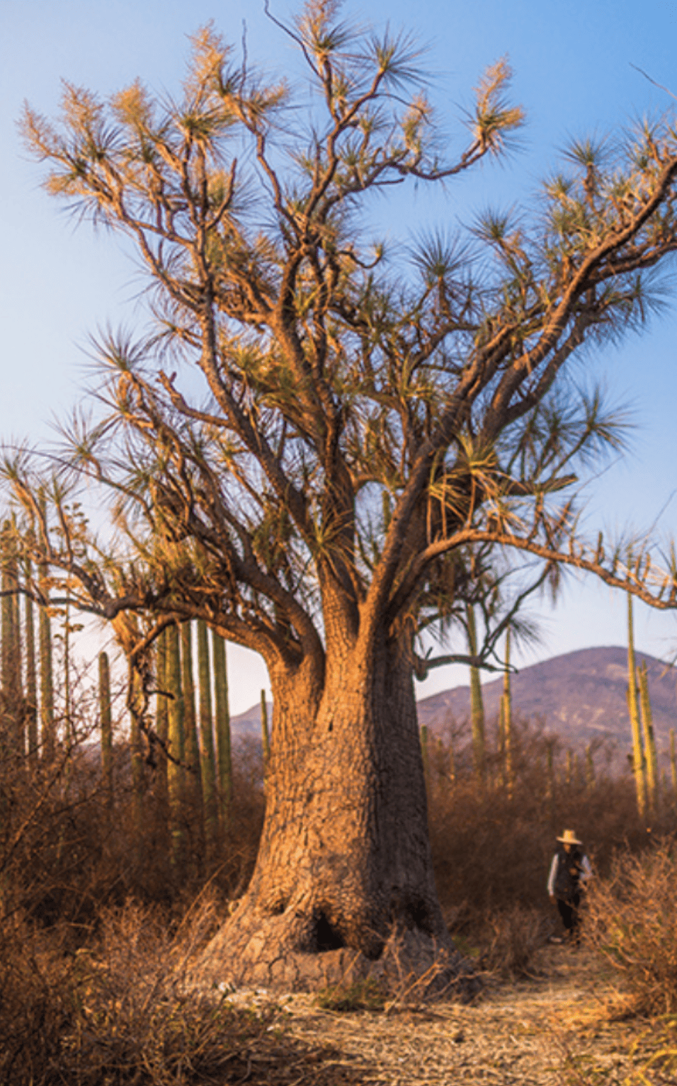 Visión forestal y centinelas del tiempo