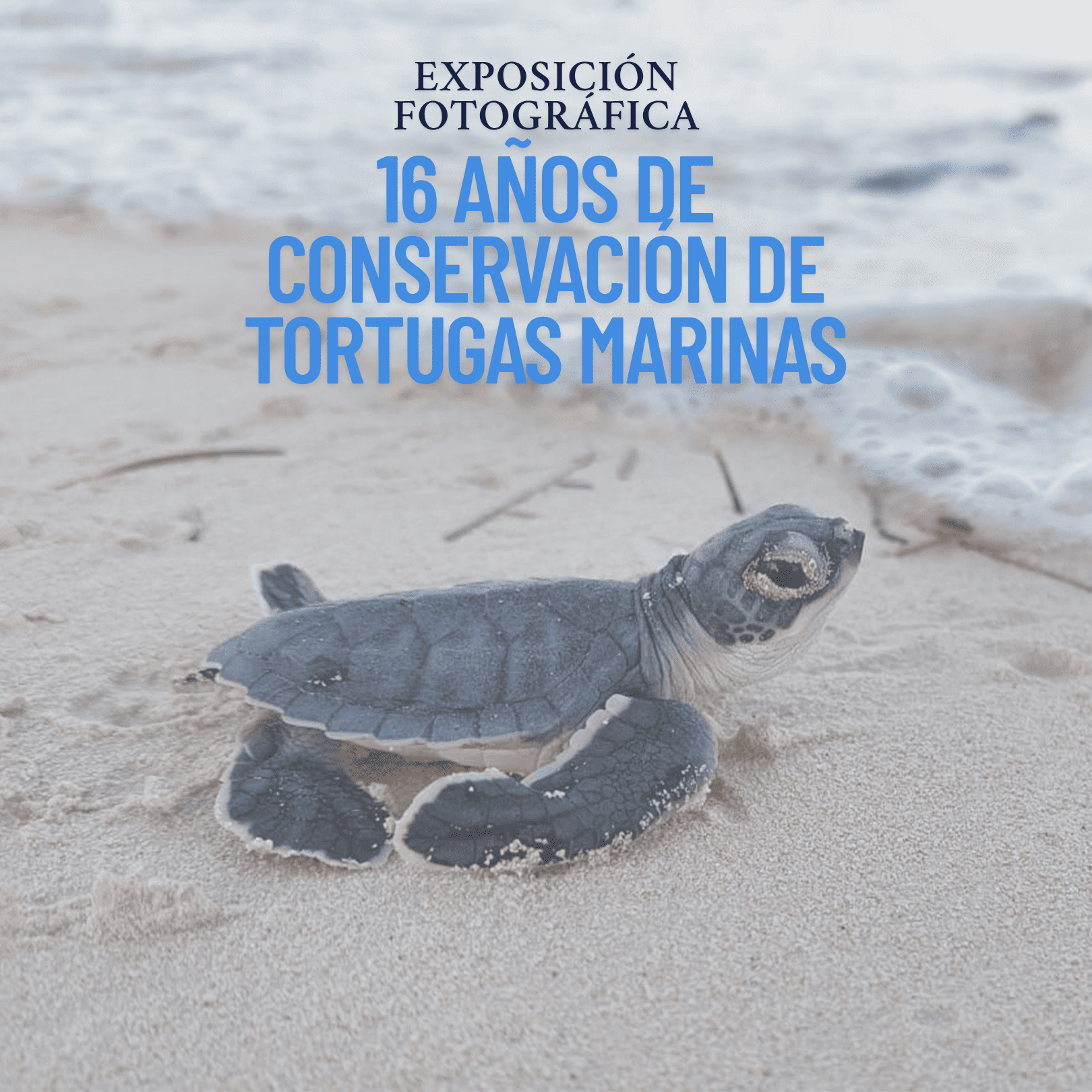 Conservación de tortugas marinas