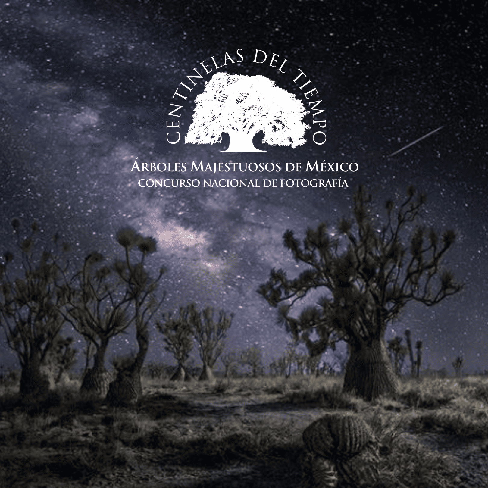 Visión forestal y centinelas del tiempo