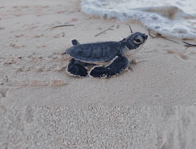 Conservación de tortugas marinas