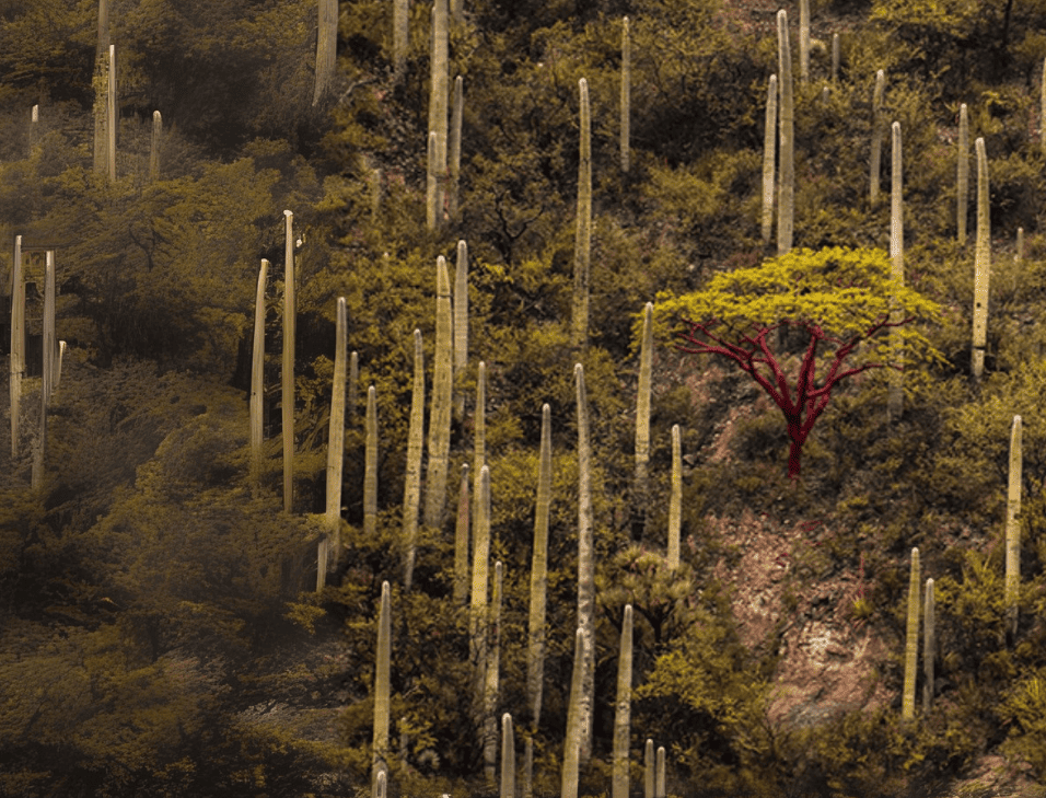 Visión forestal y centinelas del tiempo