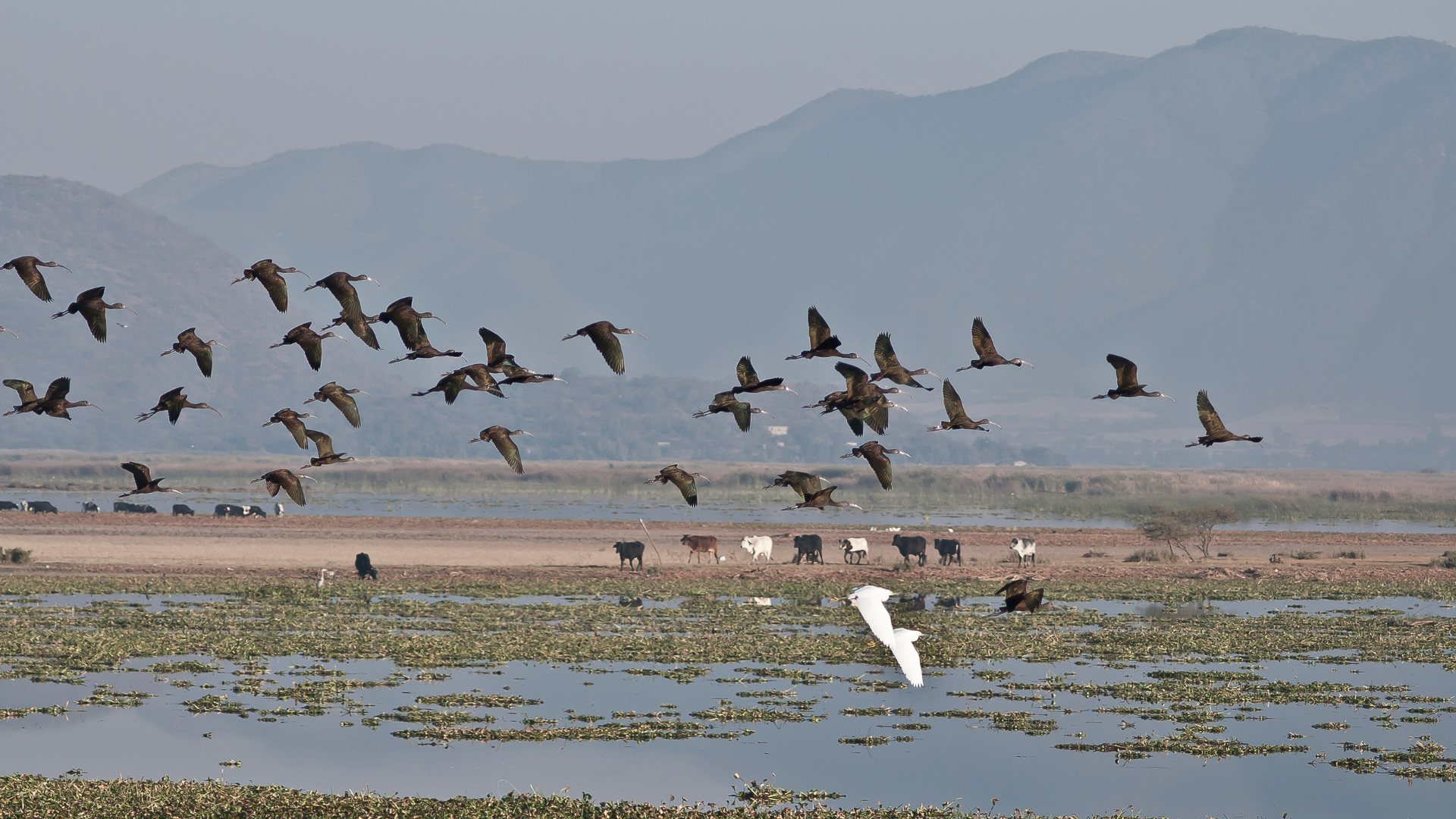 Proyectos para Cuitzeo con Alternare y el Consejo Consultivo del Agua